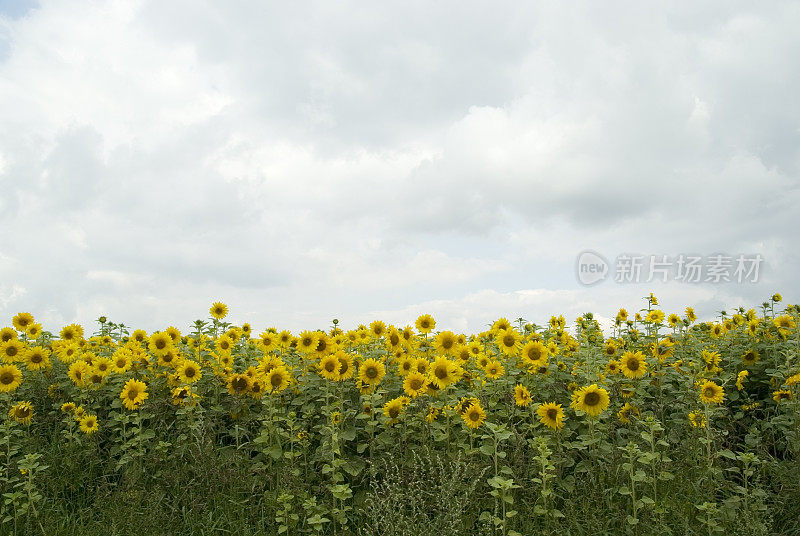 向日葵田(Helianthus annuus)